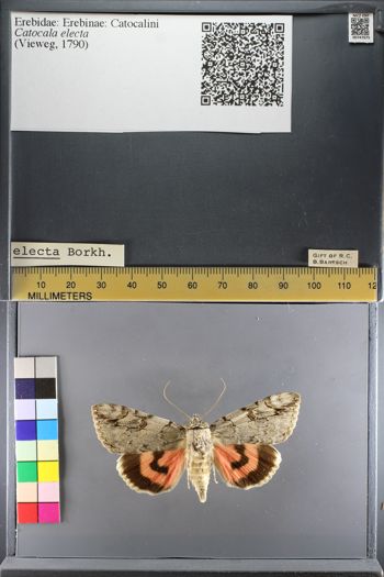 Media type: image;   Entomology 747075